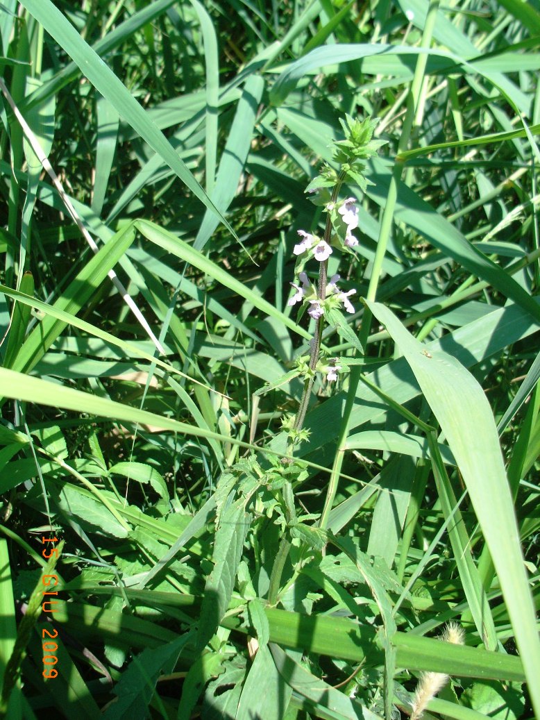 lungo il canale - Stachys palustris